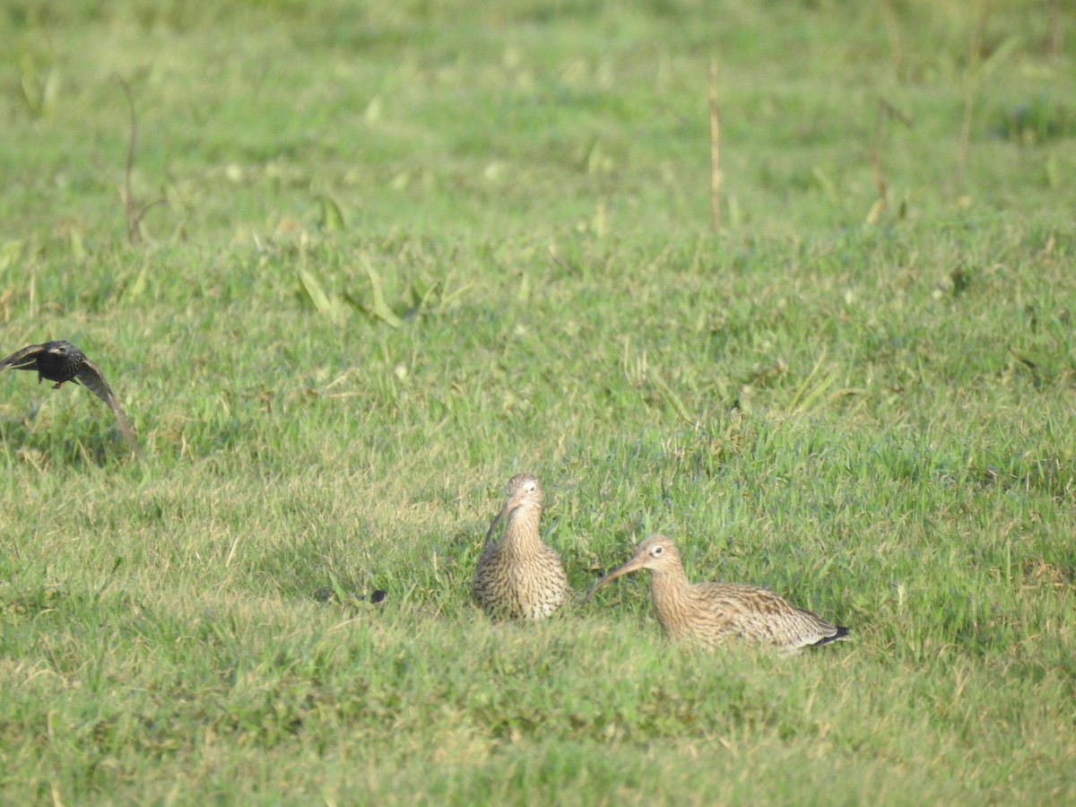 Whimbrel (White-rumped) - ML614042722