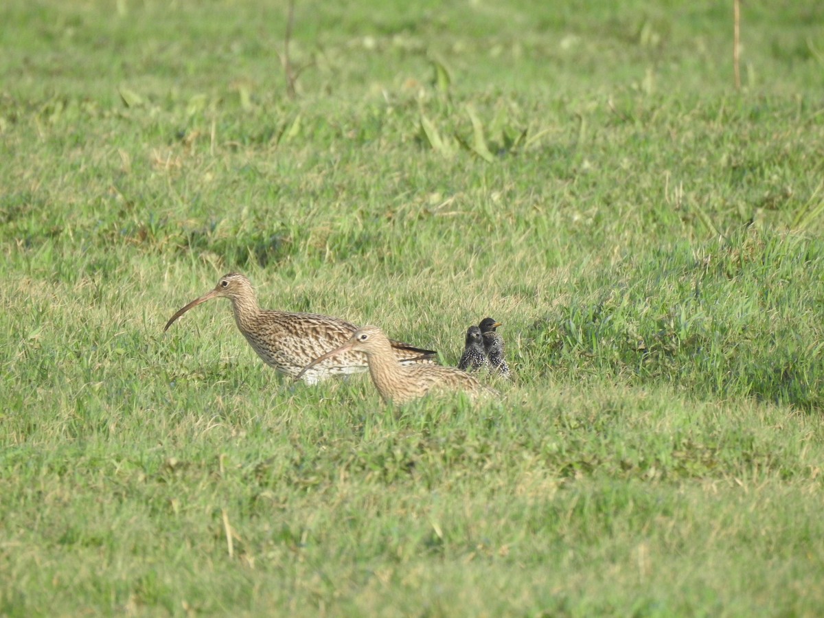 Whimbrel (White-rumped) - ML614042725