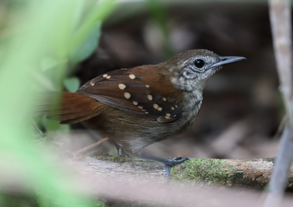 Gray-bellied Antbird - David Ascanio