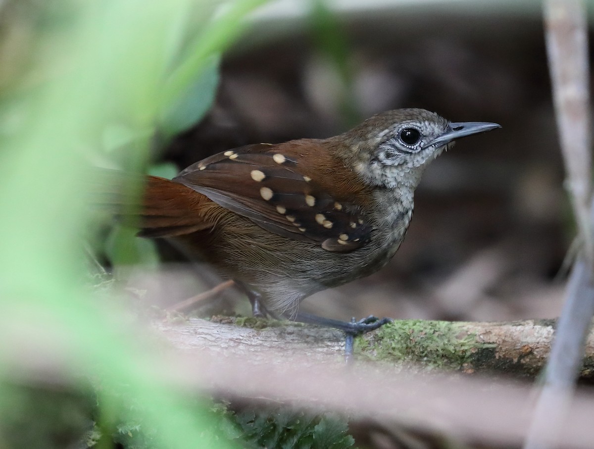 Tüpfelwangen-Ameisenvogel - ML614042733