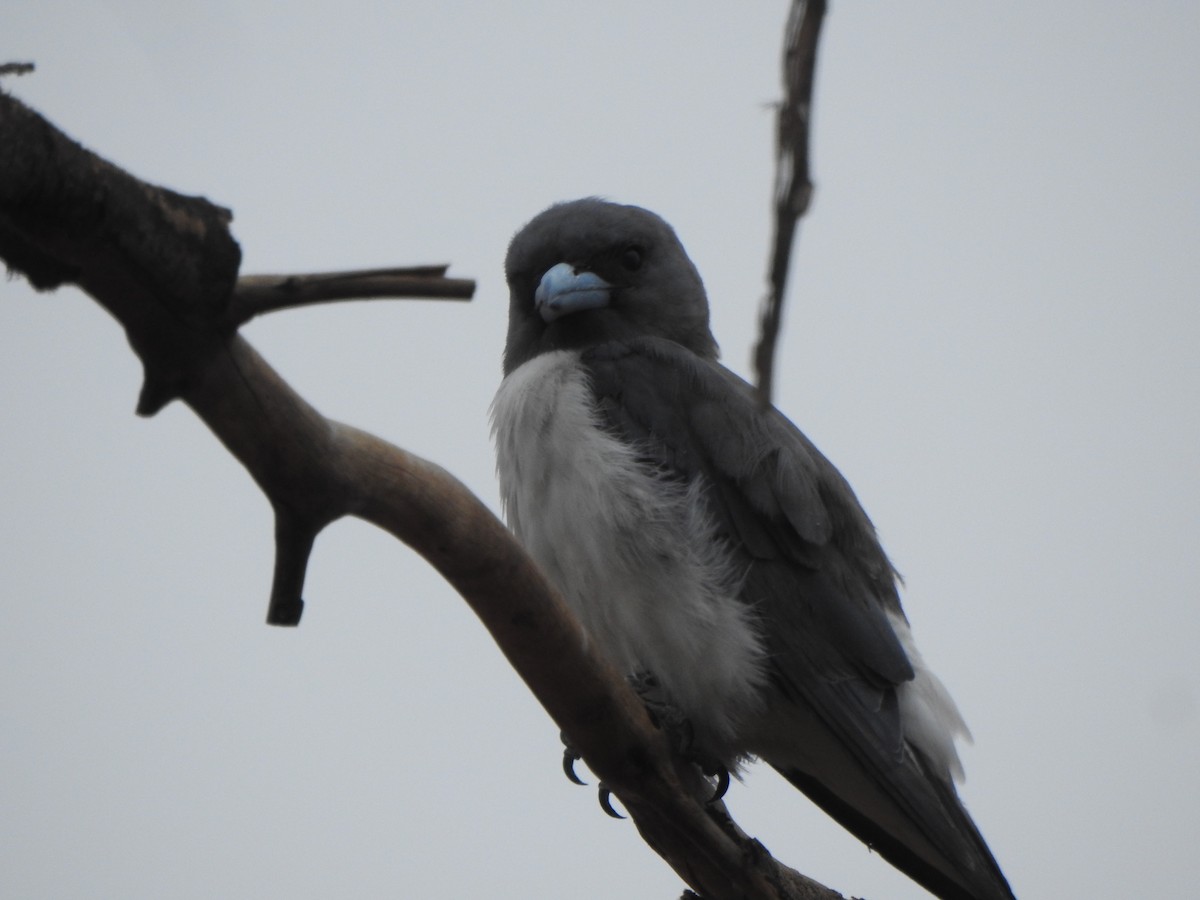 White-breasted Woodswallow - ML614042826