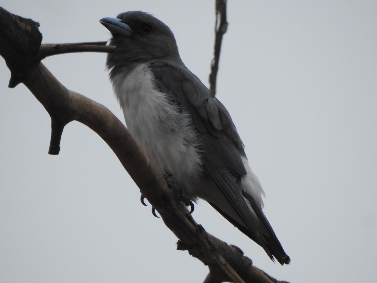 White-breasted Woodswallow - ML614042831