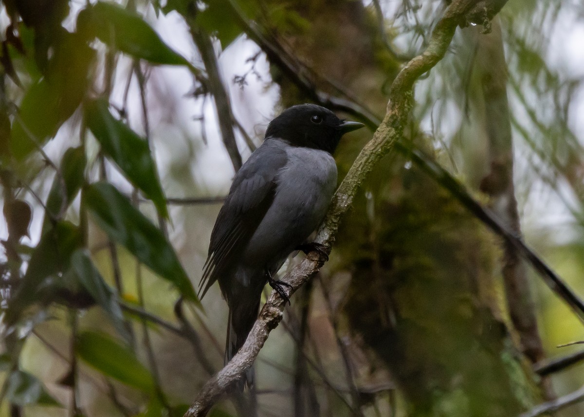 Madagascar Cuckooshrike - ML614042914