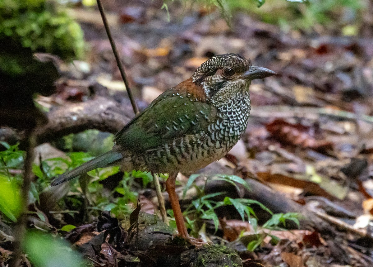 Brachyptérolle écaillé - ML614042931