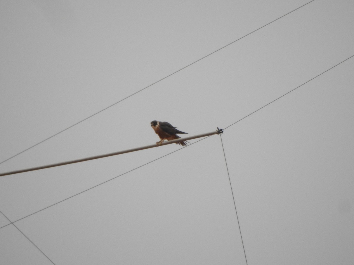 Australian Hobby - DS Ridley