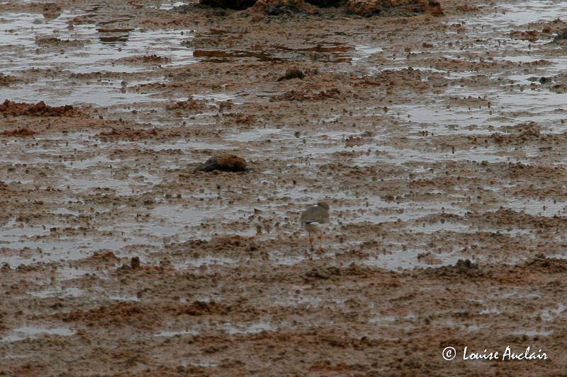 Semipalmated Plover - ML61404311