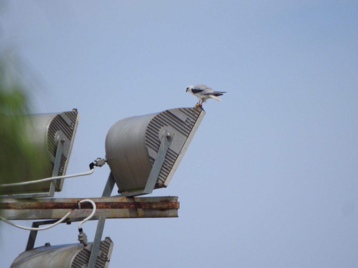 Black-shouldered Kite - ML614043172