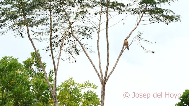 Laughing Falcon - ML614043203