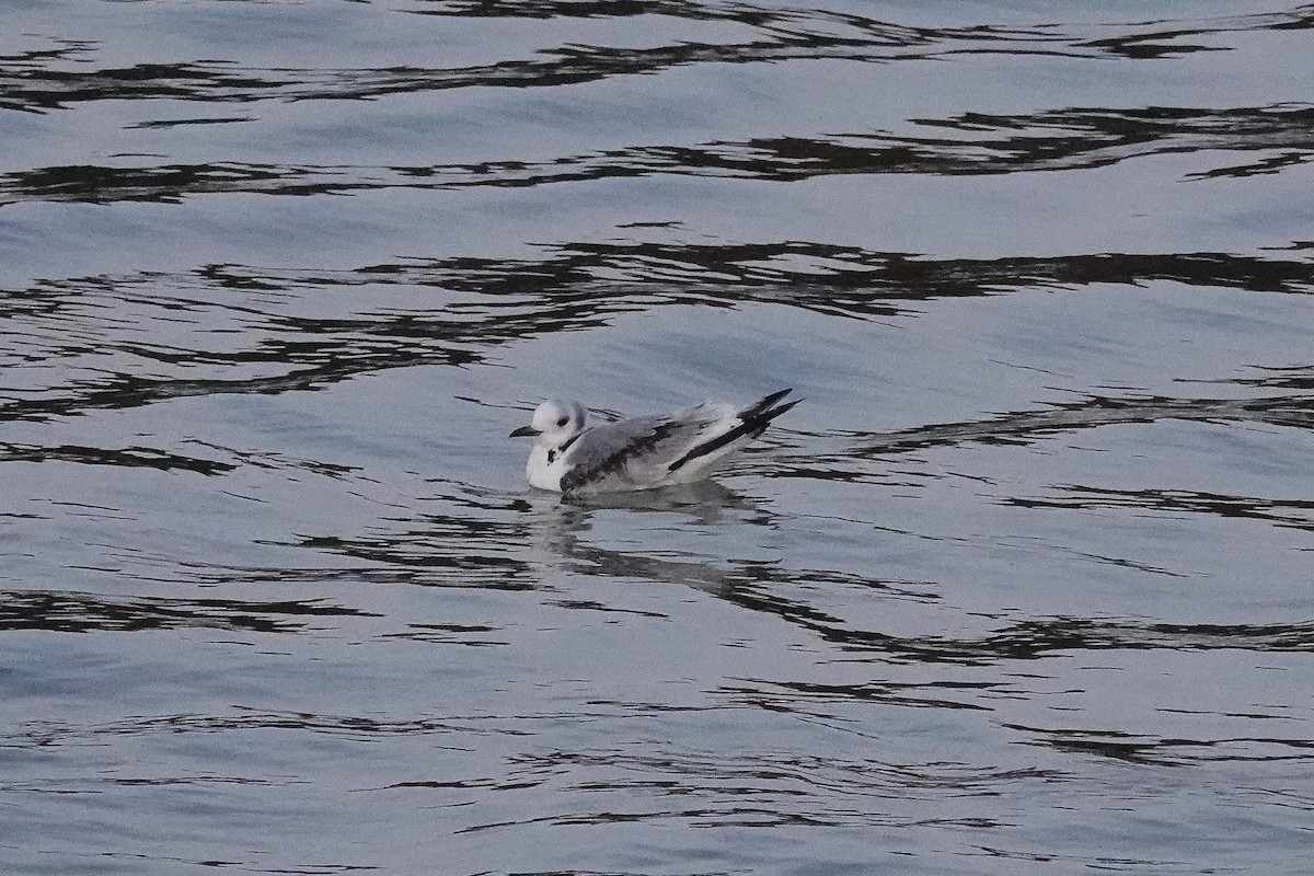 Black-legged Kittiwake - Kim Mogensen