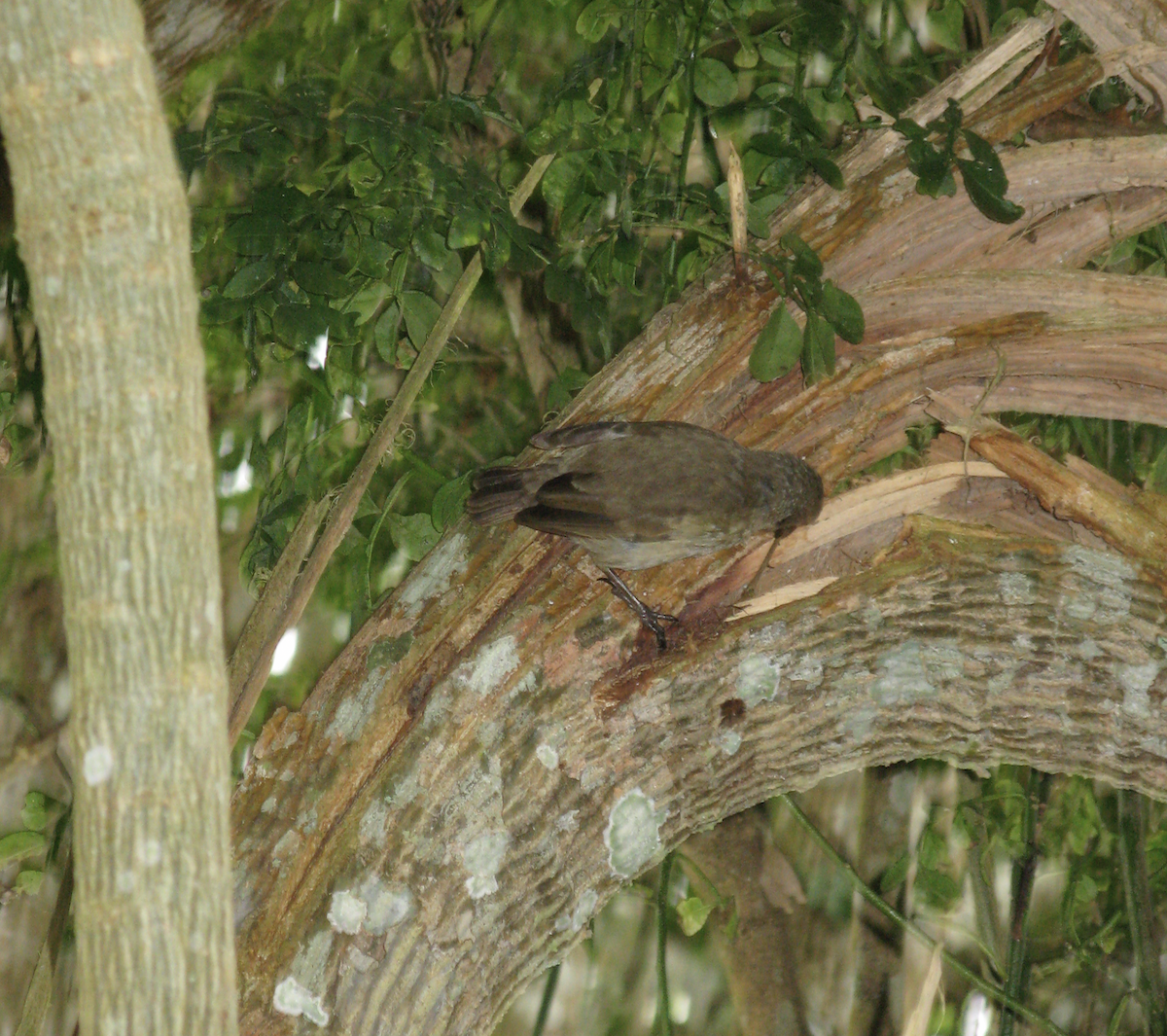 Pinzón de Darwin Carpintero - ML614043349