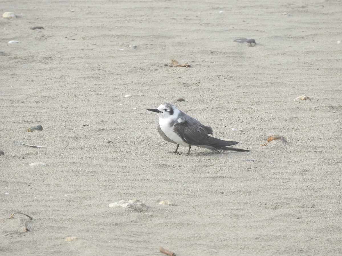 Black Tern - ML614043457