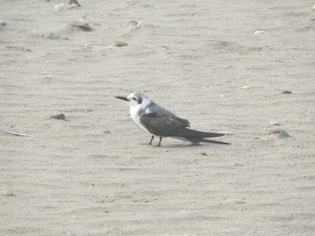 Black Tern - ML614043458