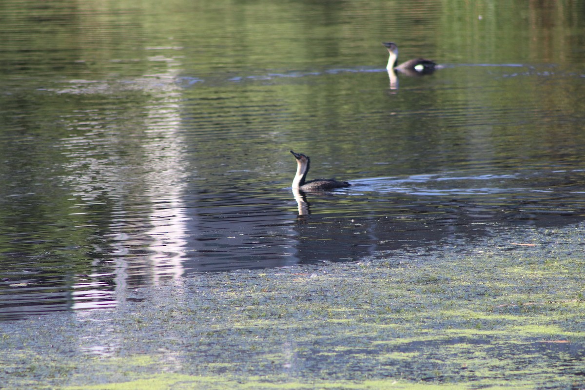 Great Cormorant - Amber-Rose Veitch