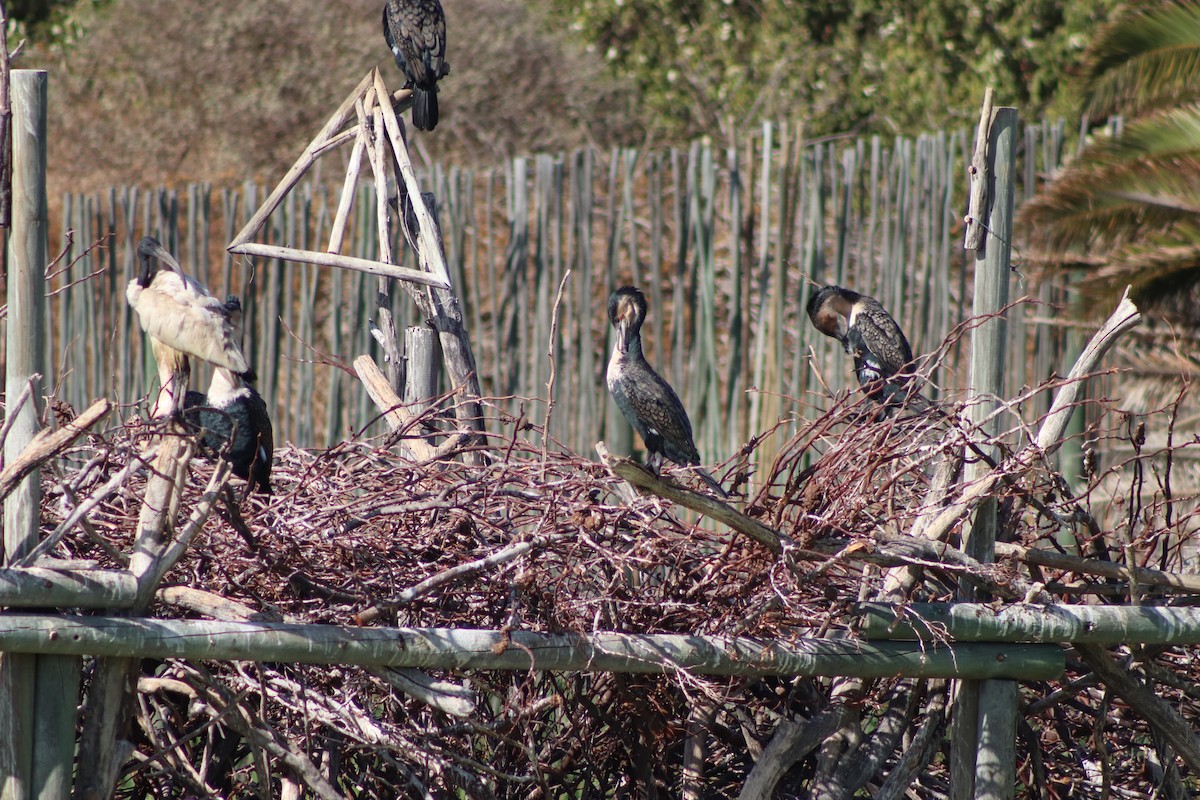 Great Cormorant - ML614043484