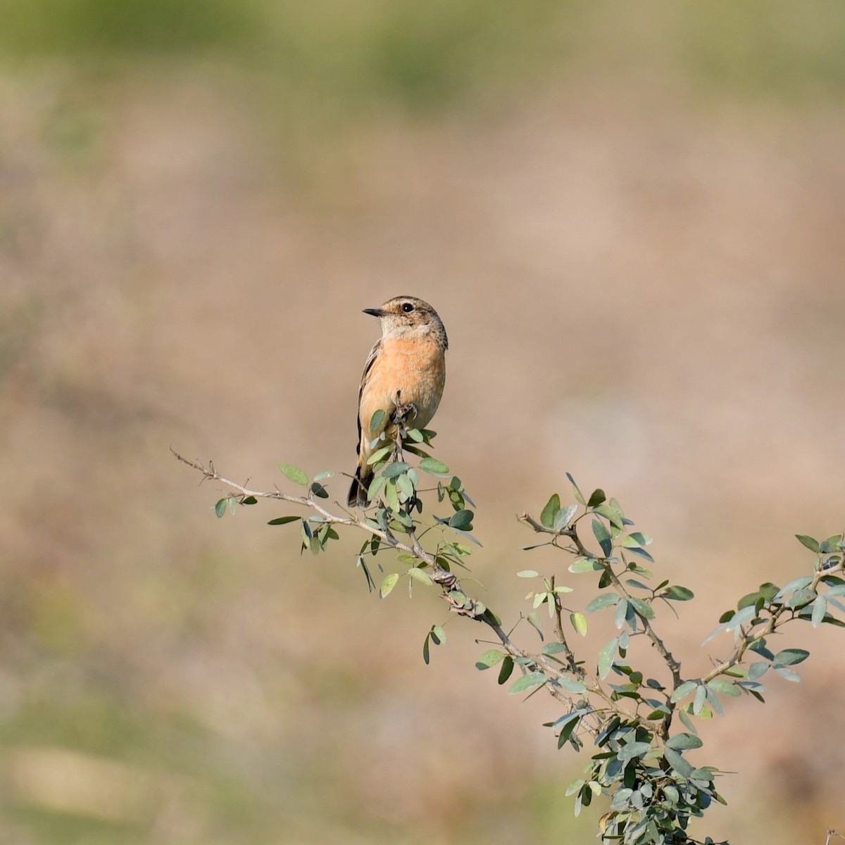 Siberian Stonechat - ML614043594