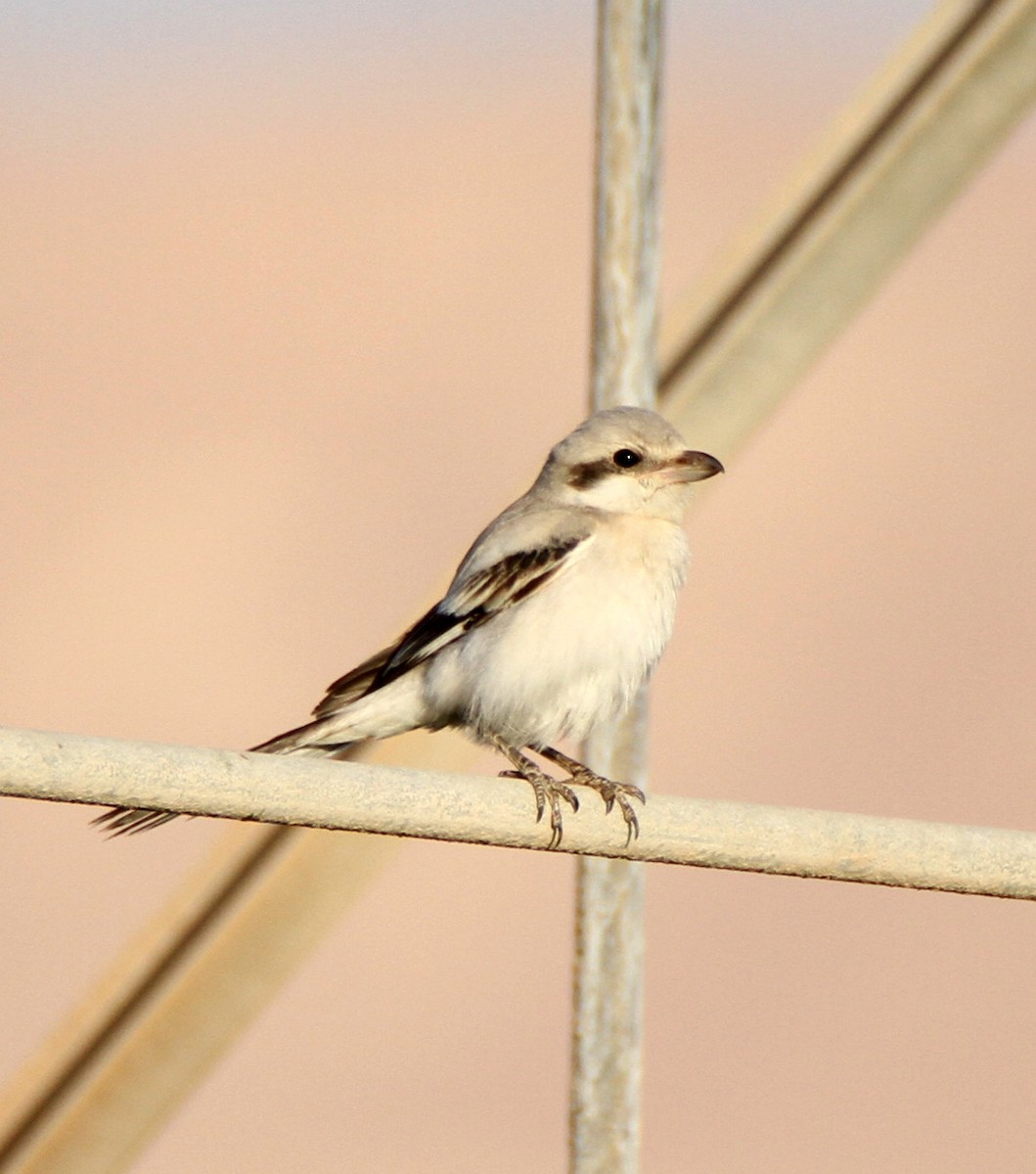 Great Gray Shrike (Steppe) - Asaf  Sasson