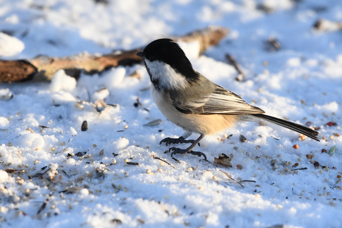 Black-capped Chickadee - Penguin Iceberg