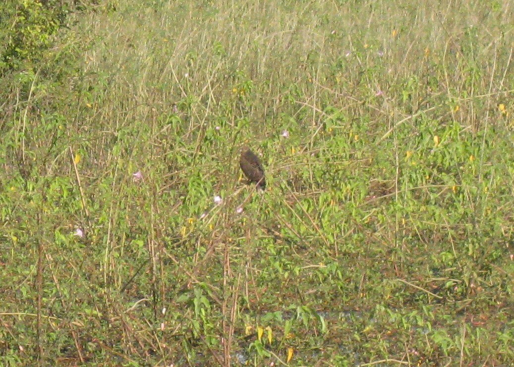 Snail Kite - ML614043715