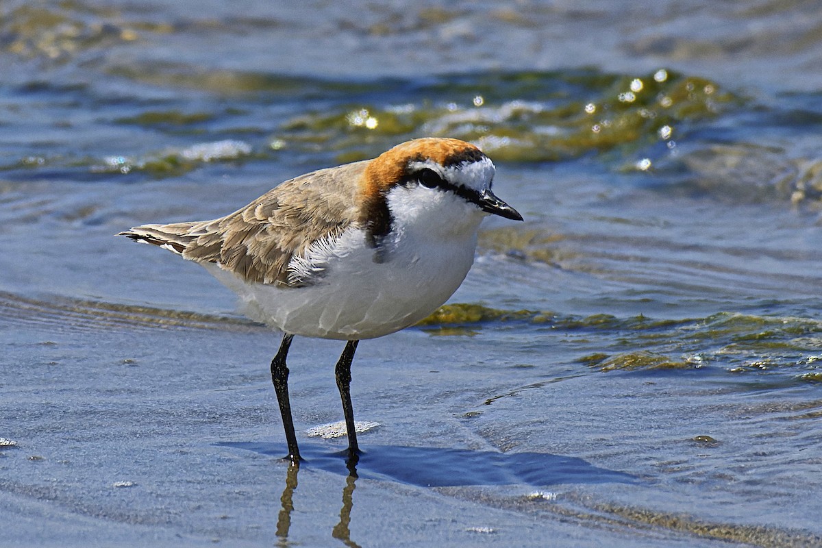 Red-capped Plover - ML614043720