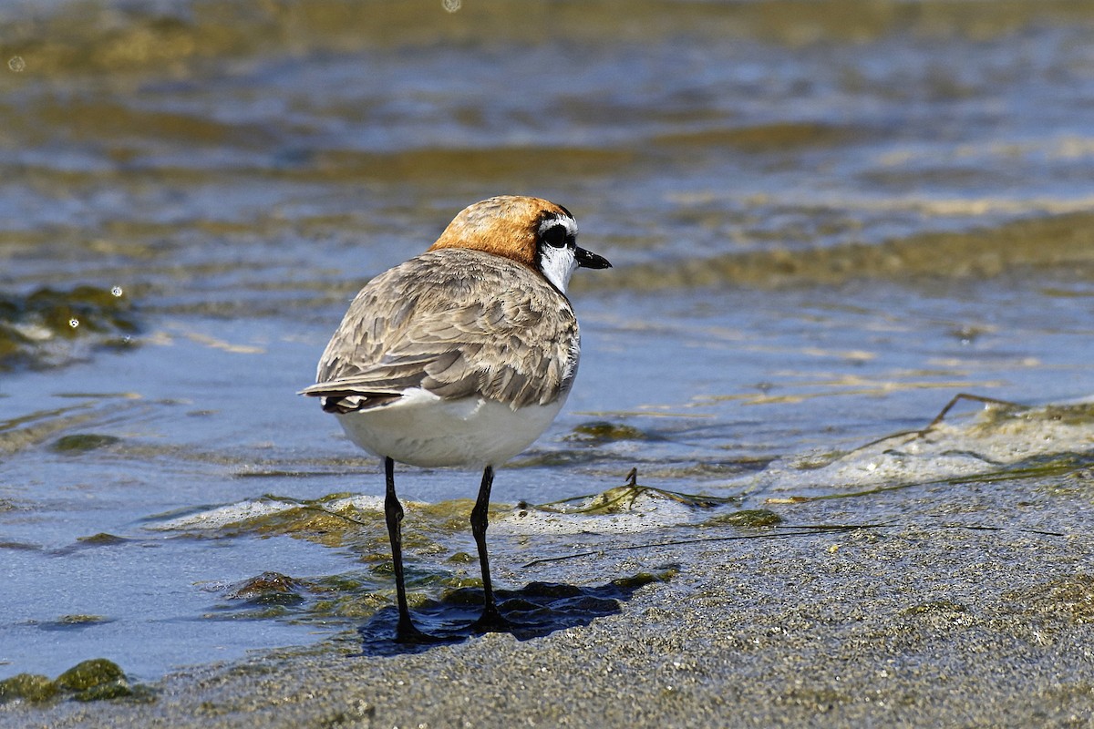 Red-capped Plover - ML614043721