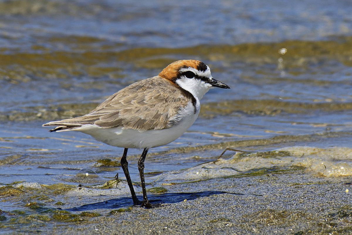 Red-capped Plover - John Watson