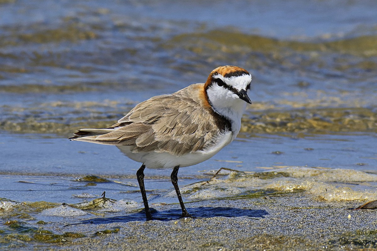 Red-capped Plover - ML614043723