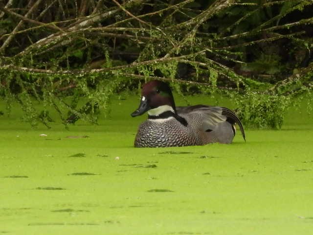 Falcated Duck - ML614043742