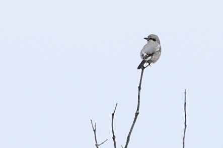 Northern Shrike - ML614043755