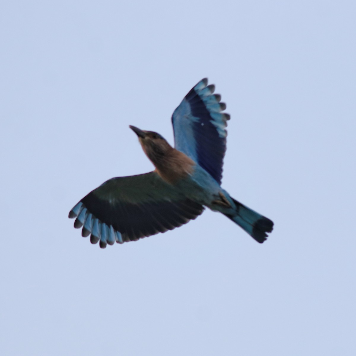 Indian Roller - ML614043759