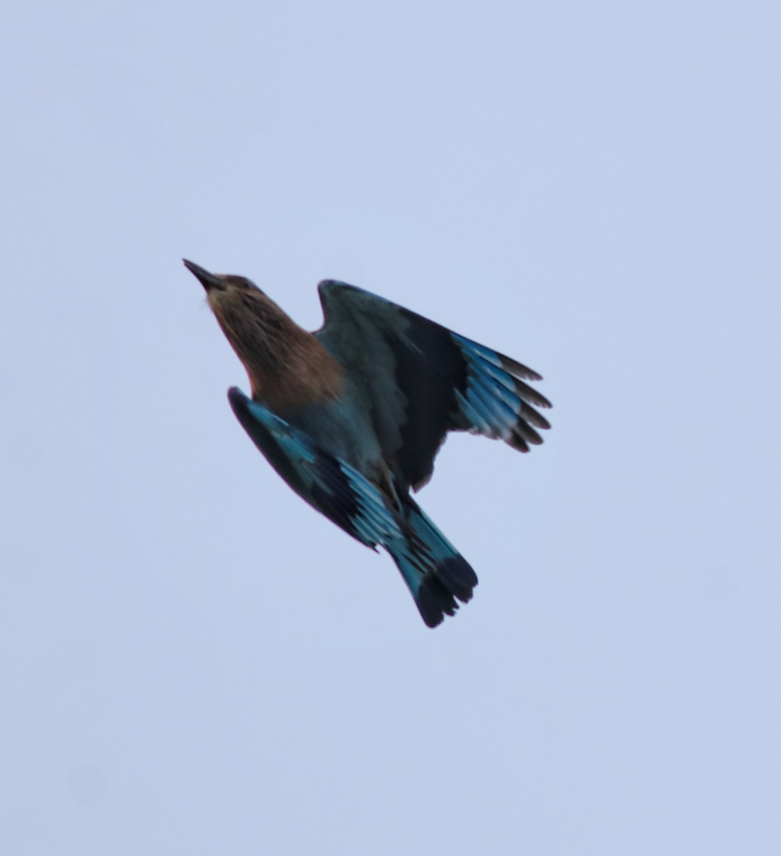 Indian Roller - ML614043760