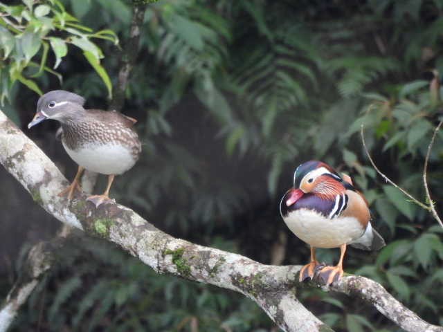 Mandarin Duck - ML614043761