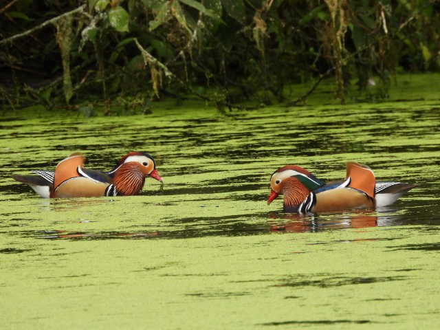 Mandarin Duck - ML614043762