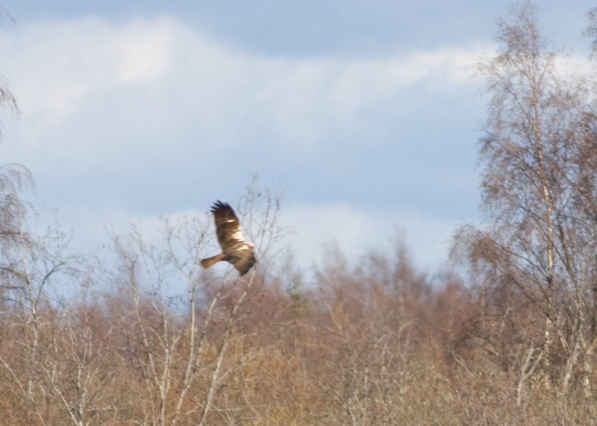 Western Marsh Harrier - ML614043773