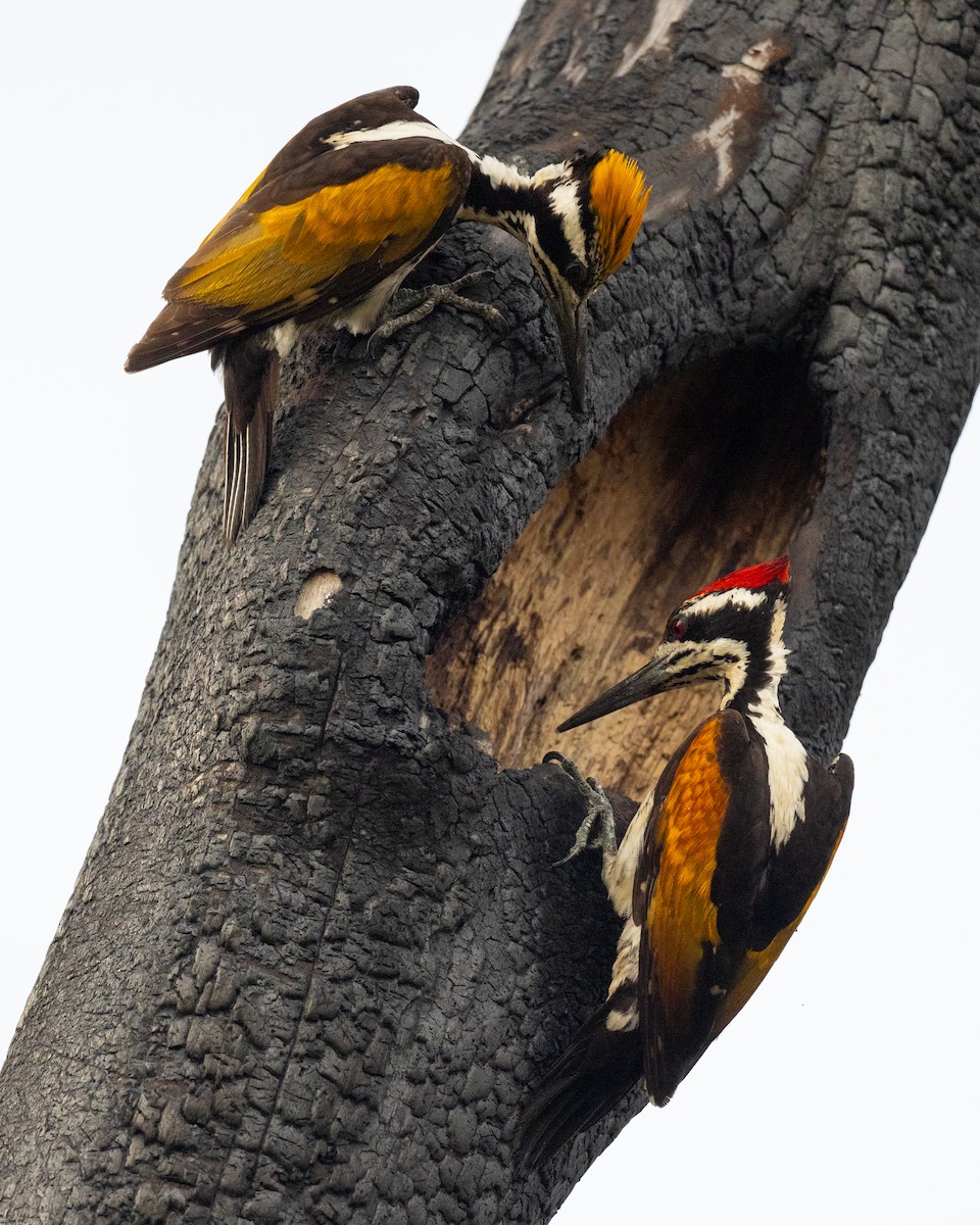 White-naped Woodpecker - ML614043797
