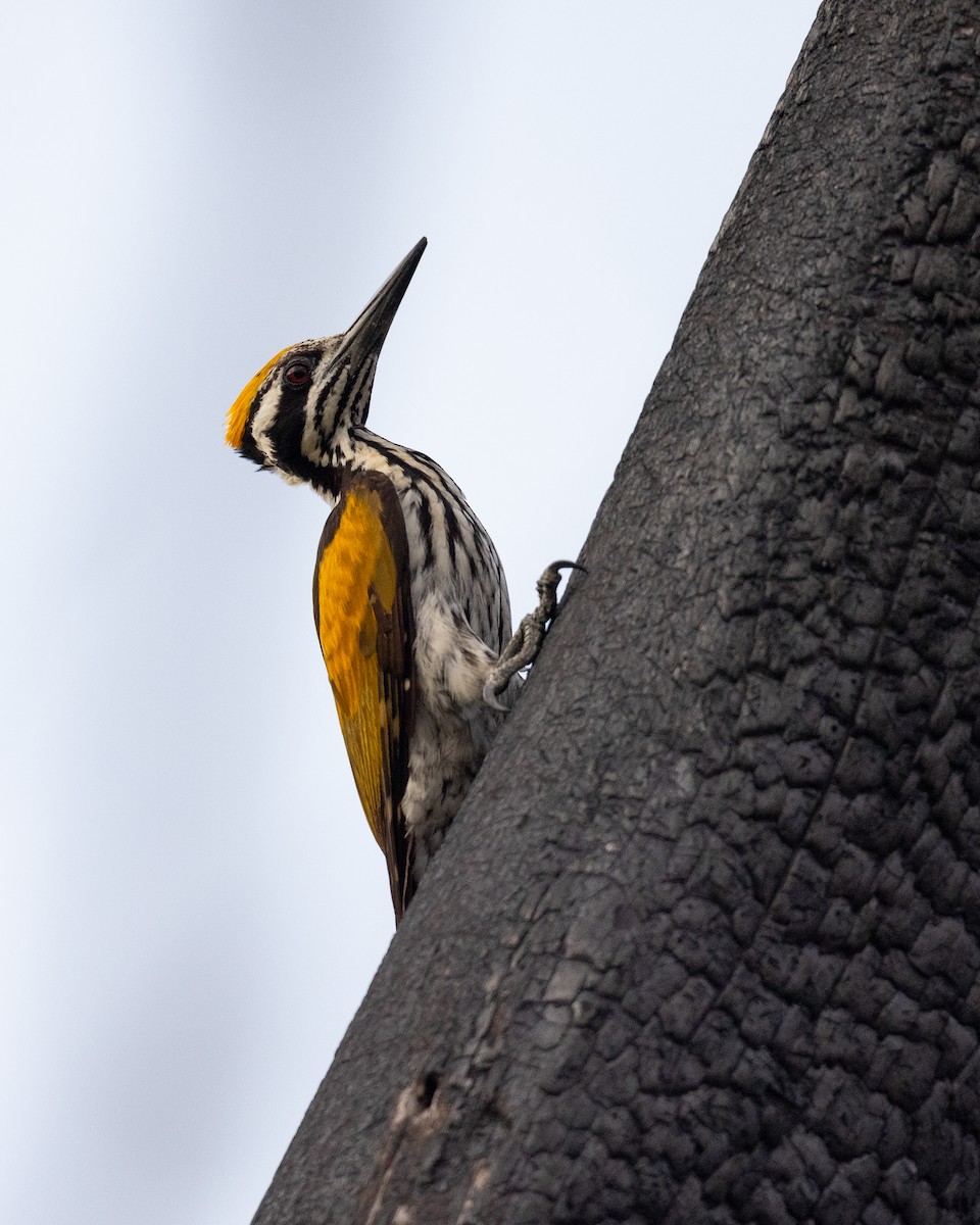 White-naped Woodpecker - ML614043798