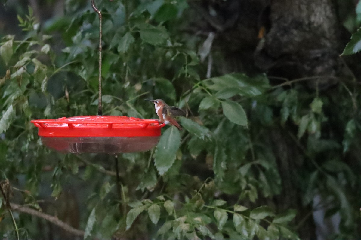 Allen's Hummingbird - ML614043832