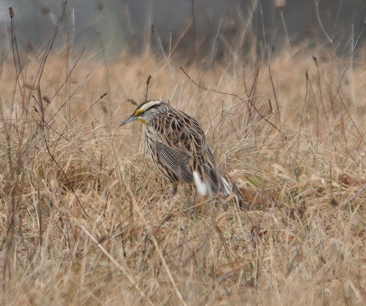 Eastern Meadowlark - ML614043892