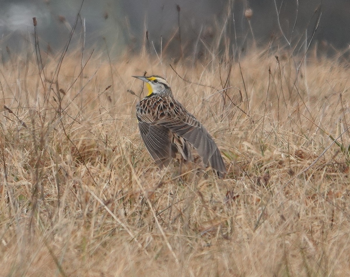 Eastern Meadowlark - ML614043895