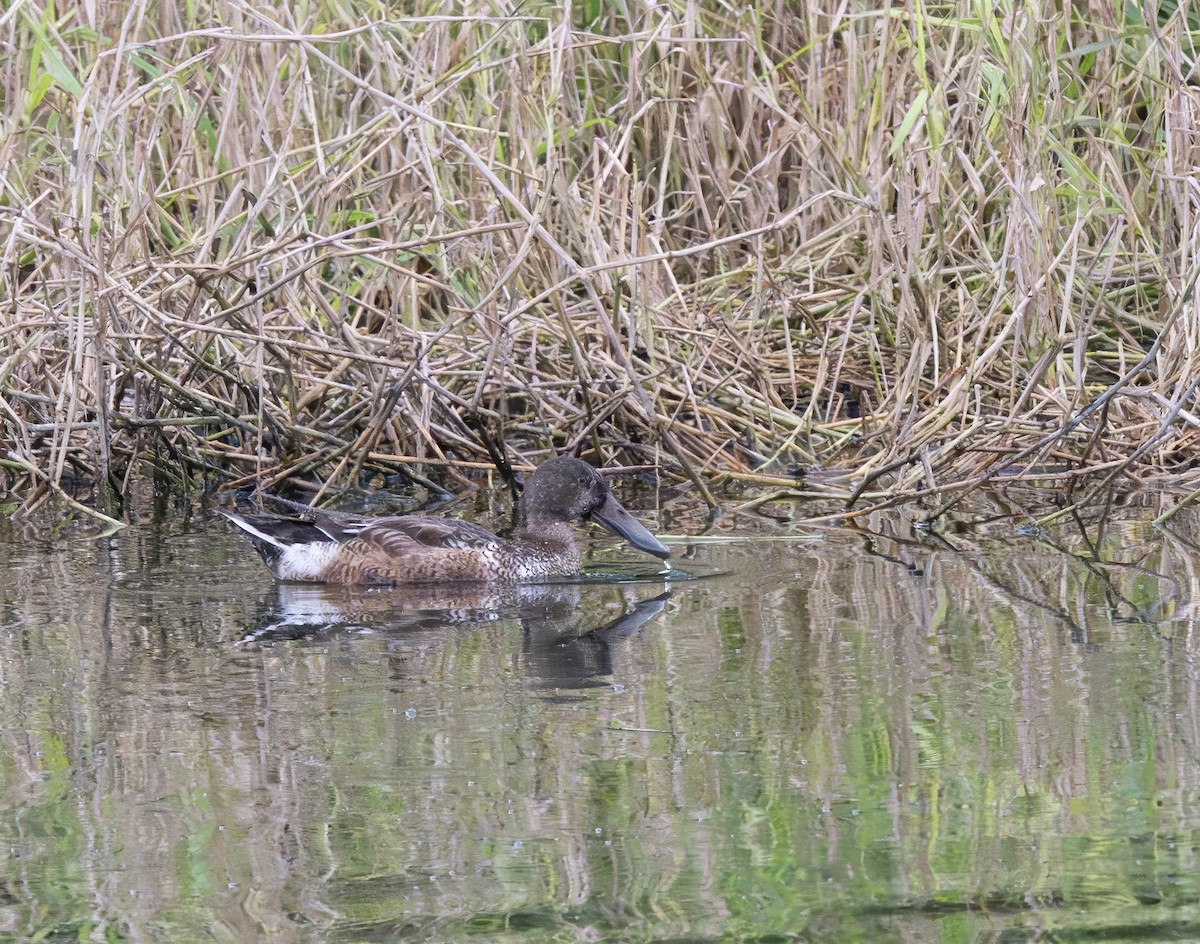 Northern Shoveler - ML614043940