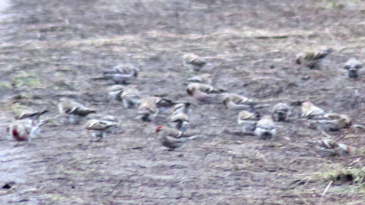 Common/Lesser Redpoll - ML614043973