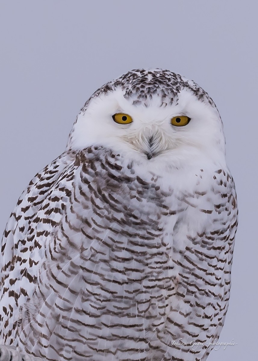 Snowy Owl - Johanne Gagné
