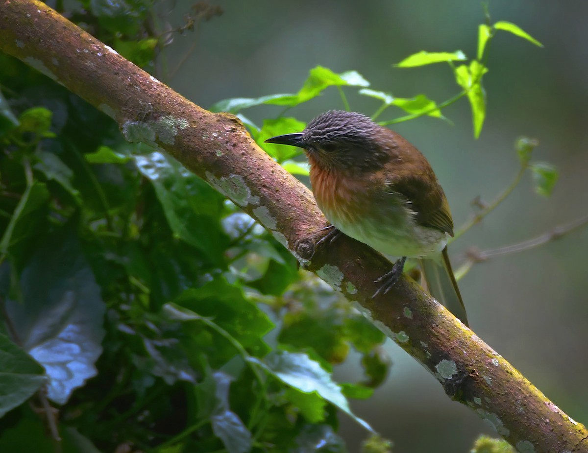 Philippine Bulbul - John Ricarte