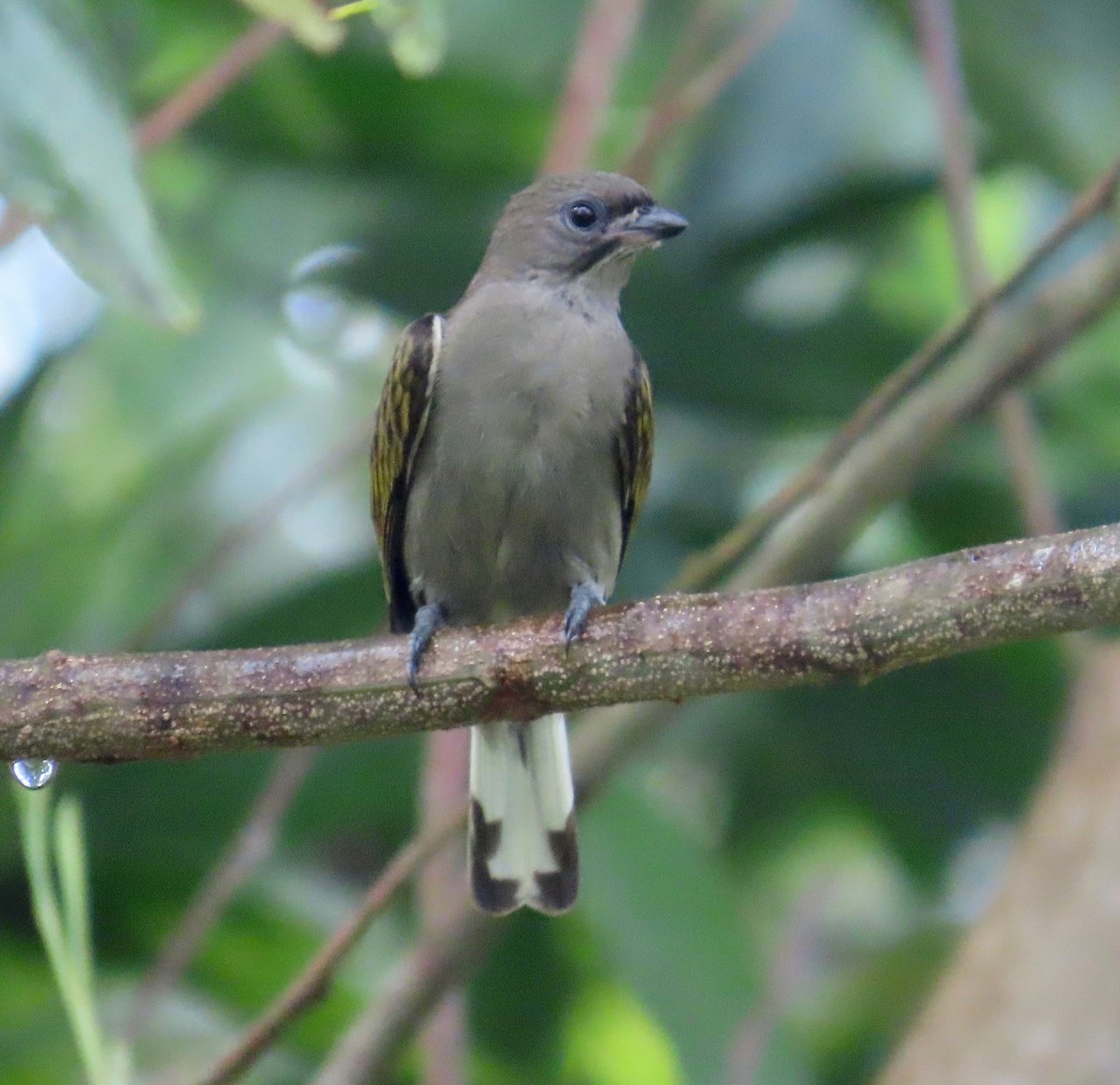 Least Honeyguide - ML614044169