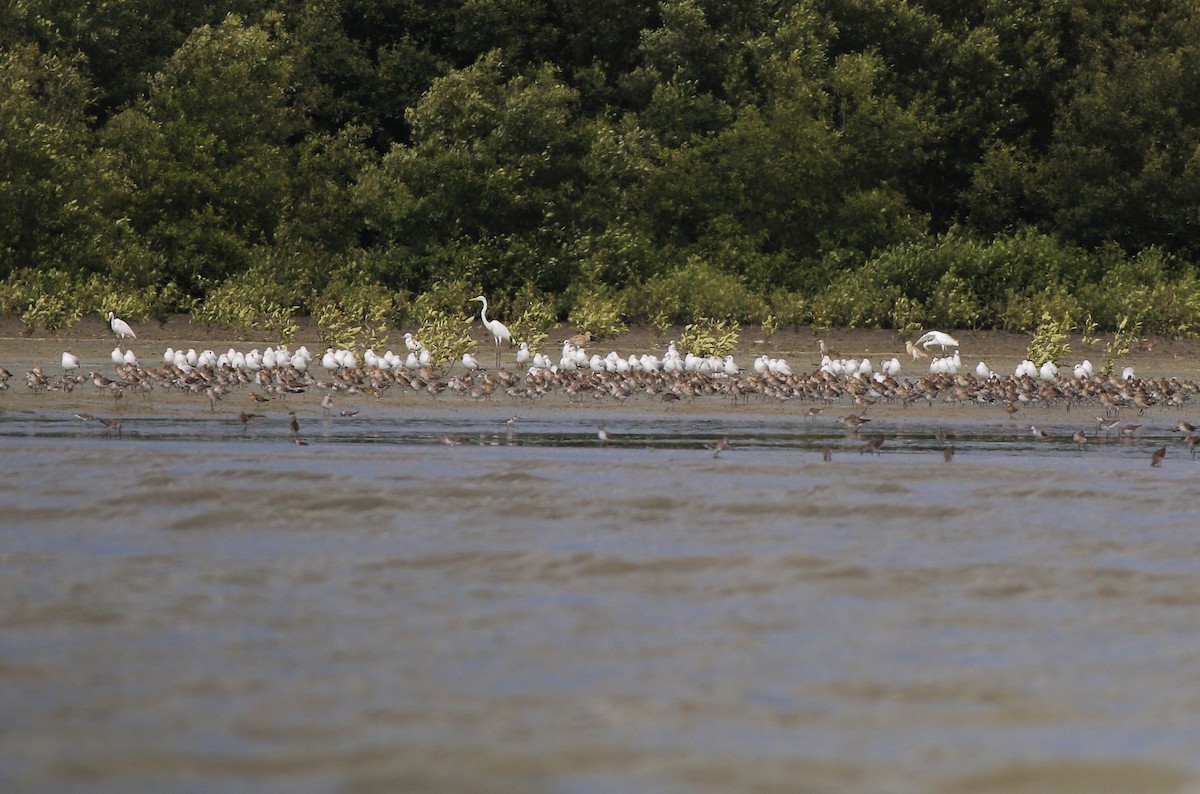 shorebird sp. - Neoh Hor Kee