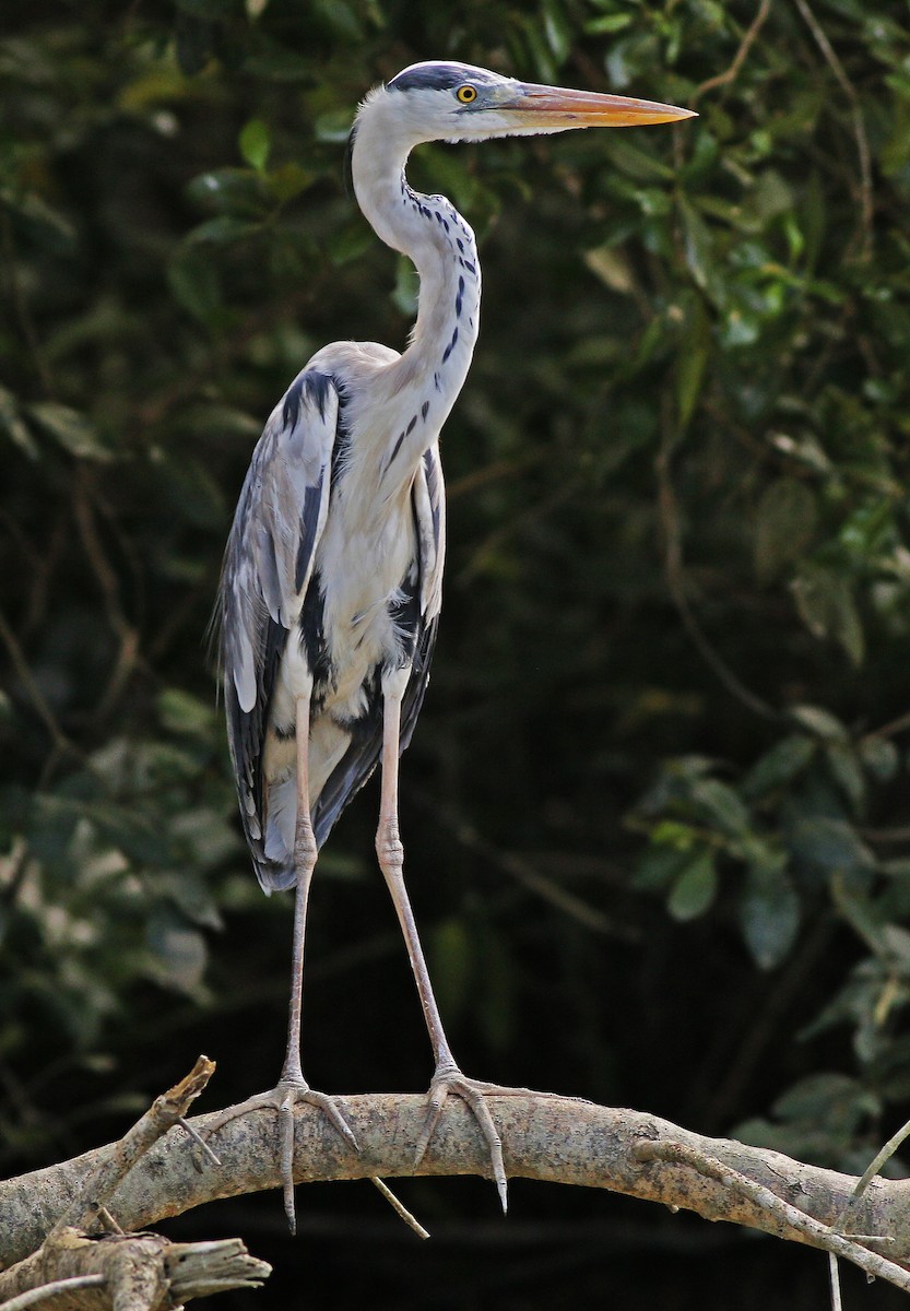 Gray Heron - ML614044257