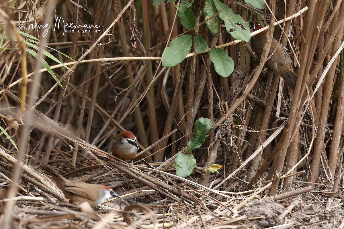 Chestnut-capped Babbler - ML614044279