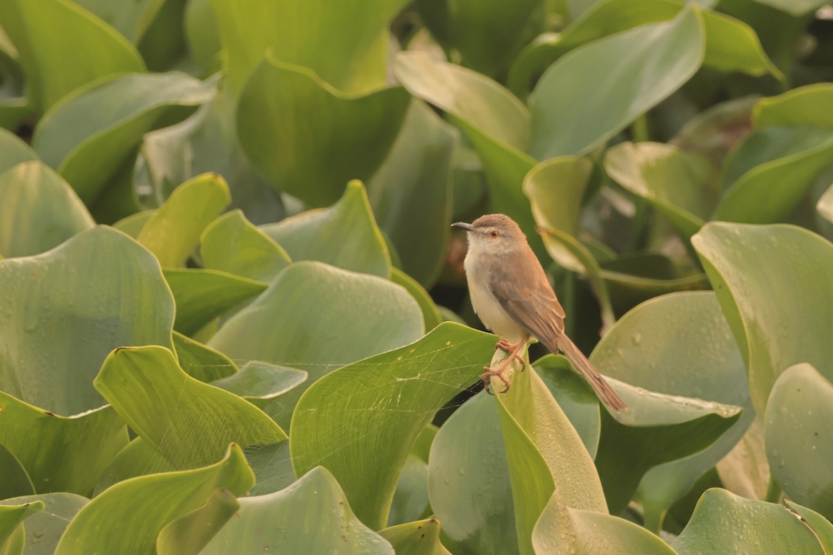 Plain Prinia - ML614044306
