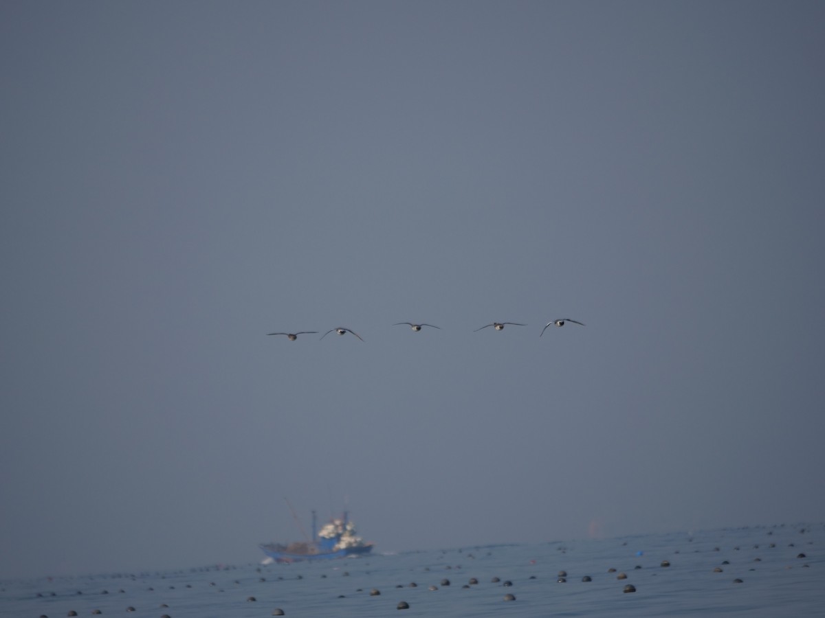 Eurasian Wigeon - ML614044348