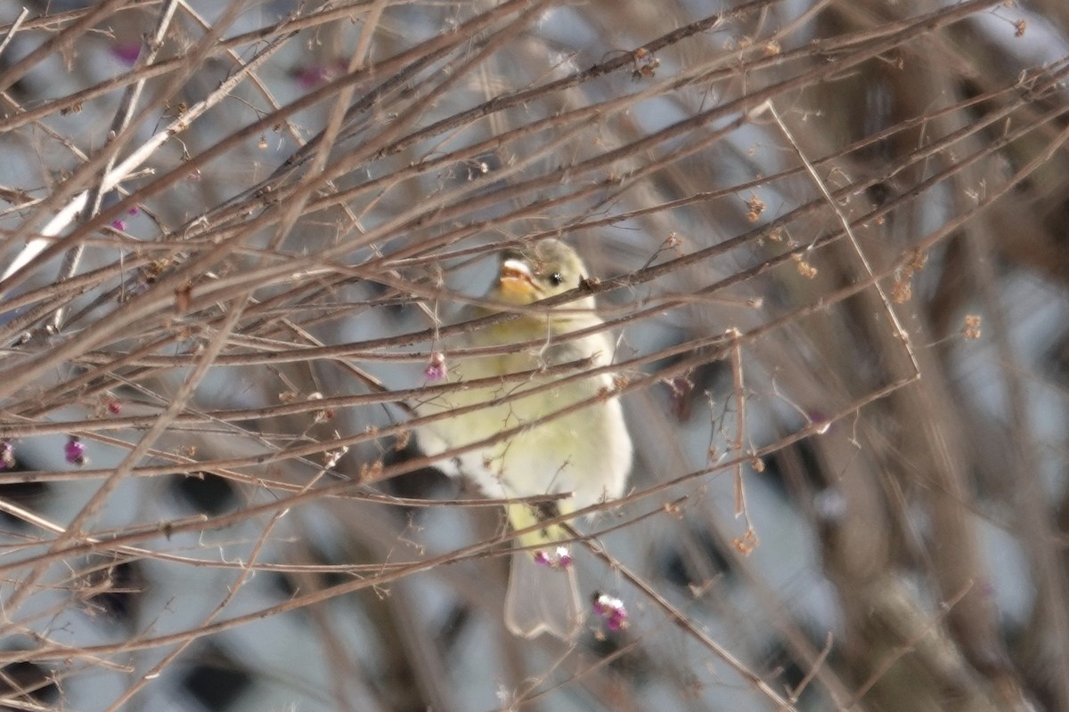 Western Tanager - ML614044397