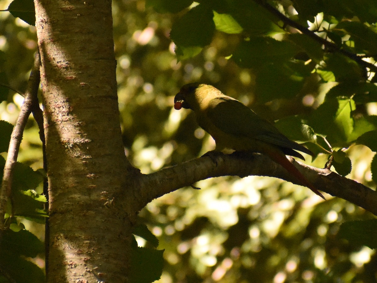 Austral Parakeet - ML614044468